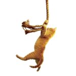 Save The Cat!: The Ultimate Screenwriting Guide