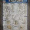 Anatomy - Reference Guide (8. 5 X 11)