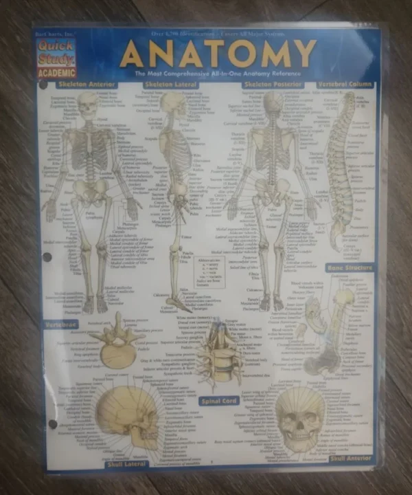 Anatomy - Reference Guide (8. 5 X 11)