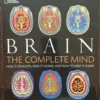 Brain